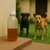 AgroGuard Dog Repellent — Keep Dogs Away Naturally!